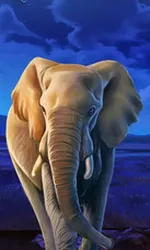 African Elephant